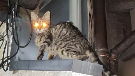 監視器系統就該像被貓監視 高雄監視器系統推薦